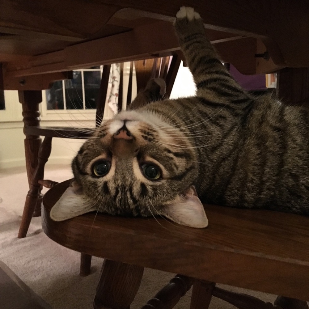 Meet your Posher, Connor